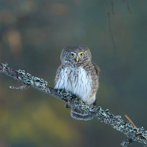 Varpuspöllö, Eurasian Pygmy Owl, Glaucidium passerinum 
